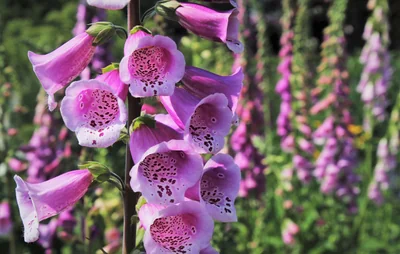 fleurs d'été